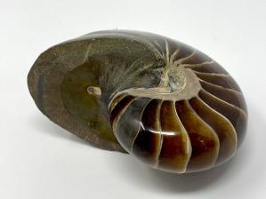 Nautilus Large 11cm | Image 4