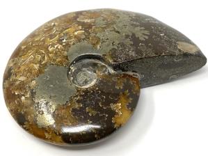 Ammonite Cleoniceras With Pyrite Large 11.9cm | Image 5