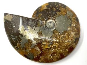 Ammonite Cleoniceras With Pyrite Large 11.9cm | Image 2
