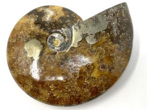 Ammonite Cleoniceras With Pyrite Large 11.9cm | Image 4