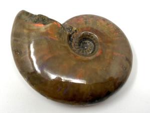 Ammonite Red Iridescent 4.8cm | Image 2