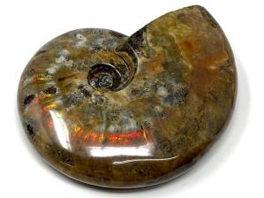 Ammonite Red Iridescent Large 12.5cm | Image 5