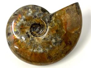 Ammonite Red Iridescent Large 12.5cm | Image 8