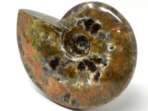 Ammonite Red Iridescent Large 12.5cm | Image 4