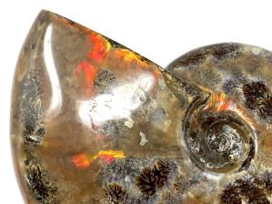Ammonite Red Iridescent Large 12.5cm | Image 11