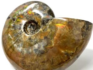 Ammonite Red Iridescent Large 12.5cm | Image 13