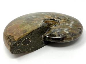 Ammonite Red Iridescent Large 12.5cm | Image 15
