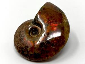Ammonite Red Iridescent 4.9cm | Image 2