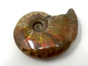 Ammonite Red Iridescent 5cm | Image 2