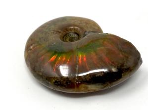 Ammonite Red Iridescent 4.7cm | Image 5