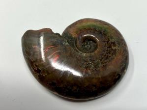  Ammonite Red Iridescent 4.4cm | Image 4