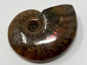 Ammonite Red Iridescent 4.3cm  | Image 3