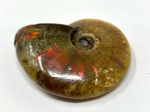 Ammonite Red Iridescent 4.8cm | Image 5