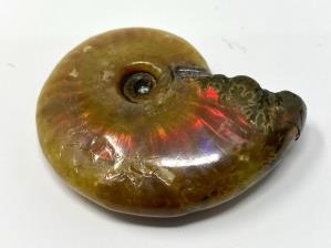 Ammonite Red Iridescent 4.8cm | Image 4