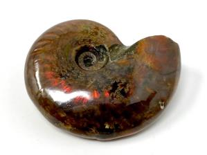 Ammonite Red Iridescent 4.6cm | Image 4