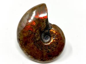 Ammonite Red Iridescent 4.6cm | Image 2