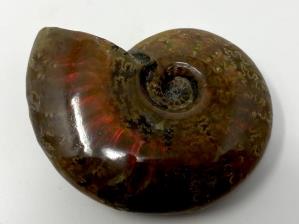 Ammonite Red Iridescent 5.4cm | Image 4