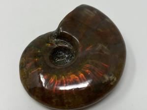 Ammonite Red Iridescent 4.4cm | Image 4