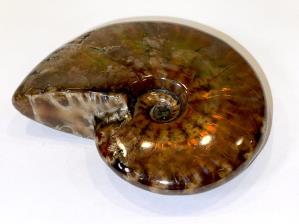 Ammonite Red Iridescent 6.8cm | Image 3