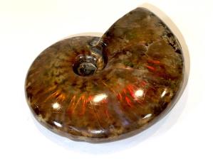 Ammonite Red Iridescent 6.8cm | Image 5