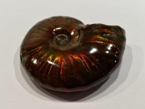 Ammonite Red Iridescent 4.5cm | Image 4
