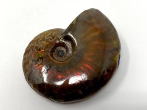 Ammonite Red Iridescent 4.1cm | Image 2