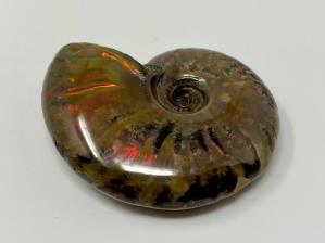 Ammonite Red Iridescent 4.9cm | Image 4