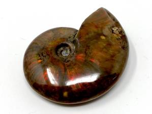 Ammonite Red Iridescent 7.1cm | Image 2