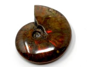 Ammonite Red Iridescent 7.1cm | Image 3