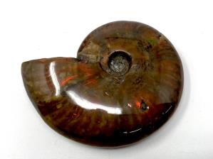 Ammonite Red Iridescent 7.1cm | Image 5