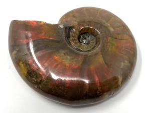 Ammonite Red Iridescent 4.4cm | Image 2
