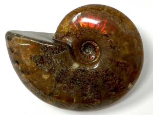 Ammonite Red Iridescent 6.5cm | Image 3