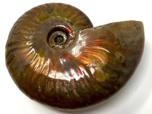 Ammonite Red Iridescent 7.2cm | Image 3