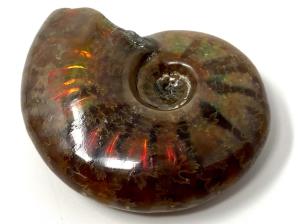 Ammonite Red Iridescent 4.7cm | Image 2
