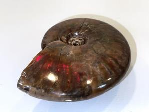 Ammonite Red Iridescent 7.2cm | Image 3