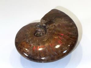 Ammonite Red Iridescent 7.2cm | Image 2