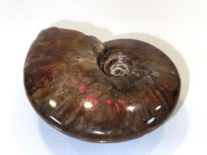 Ammonite Red Iridescent 7.2cm | Image 4
