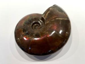Ammonite Red Iridescent Large 11.6cm | Image 3