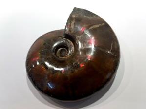 Ammonite Red Iridescent Large 11.6cm | Image 5
