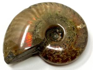 Ammonite Red Iridescent 6.6cm | Image 5