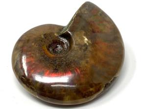 Ammonite Red Iridescent 7cm | Image 5