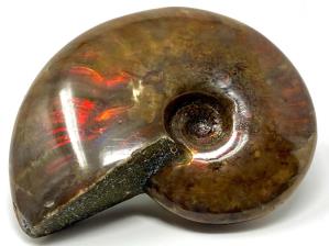 Ammonite Red Iridescent 7cm | Image 4