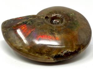 Ammonite Red Iridescent 7cm | Image 2