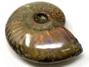 Ammonite Red Iridescent 6.6cm | Image 4