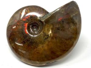 Ammonite Red Iridescent 7cm | Image 6