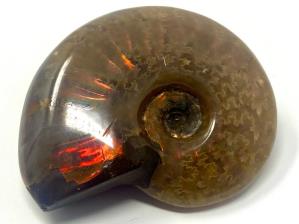Ammonite Red Iridescent 4.3cm | Image 2