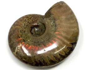 Ammonite Red Iridescent 6.6cm | Image 3