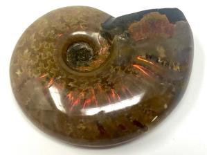 Ammonite Red Iridescent 4.3cm | Image 3