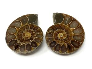 Ammonite Pair 5.1cm | Image 2