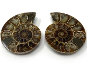 Ammonite Pair 5.4cm | Image 2